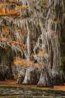 Bald cypress trees and autumn colors in southern swamp, Caddo Lake, Texas. Art Print